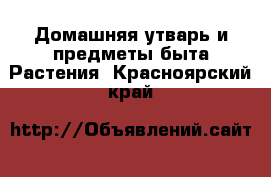 Домашняя утварь и предметы быта Растения. Красноярский край